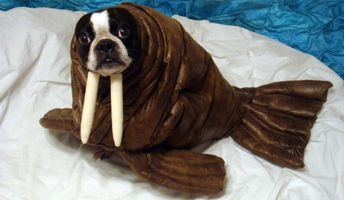 Porque fracasan los proyectos de SharePoint